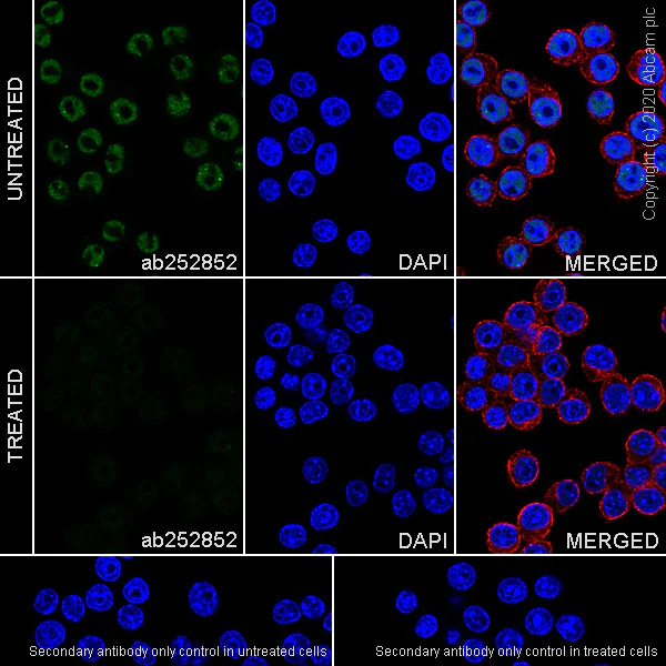 Immunocytochemistry/ Immunofluorescence - Anti-RNA polymerase II CTD repeat YSPTSPS (phospho S5) antibody [3E8] - BSA and Azide free (AB255846)