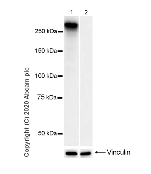 Western blot - Anti-RNA polymerase II CTD repeat YSPTSPS (phospho S5) antibody [3E8] - BSA and Azide free (AB255846)