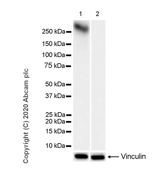 Western blot - Anti-RNA polymerase II CTD repeat YSPTSPS (phospho S5) antibody [3E8] - BSA and Azide free (AB255846)