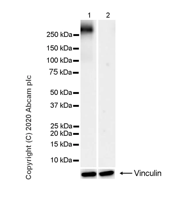 Western blot - Anti-RNA polymerase II CTD repeat YSPTSPS (phospho S5) antibody [3E8] - BSA and Azide free (AB255846)
