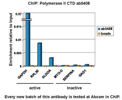 ChIP - Anti-RNA polymerase II CTD repeat YSPTSPS (phospho S5) antibody [4H8] - BSA and Azide free (AB264109), expandable thumbnail