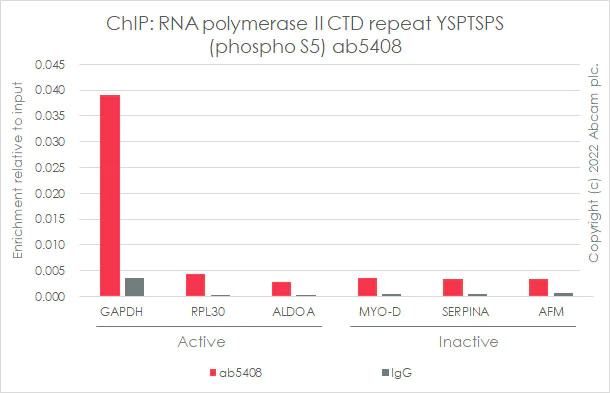 ChIP - Anti-RNA polymerase II CTD repeat YSPTSPS (phospho S5) antibody [4H8] - BSA and Azide free (AB264109)