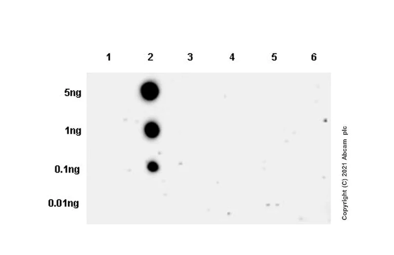 Dot Blot - Anti-RNA polymerase II CTD repeat YSPTSPS (phospho S5) antibody [4H8] - BSA and Azide free (AB264109)