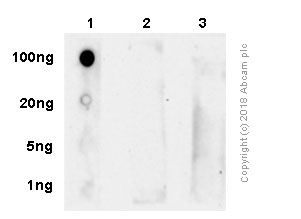Dot Blot - Anti-RNA polymerase II CTD repeat YSPTSPS (phospho S5) antibody [4H8] - BSA and Azide free (AB264109), expandable thumbnail