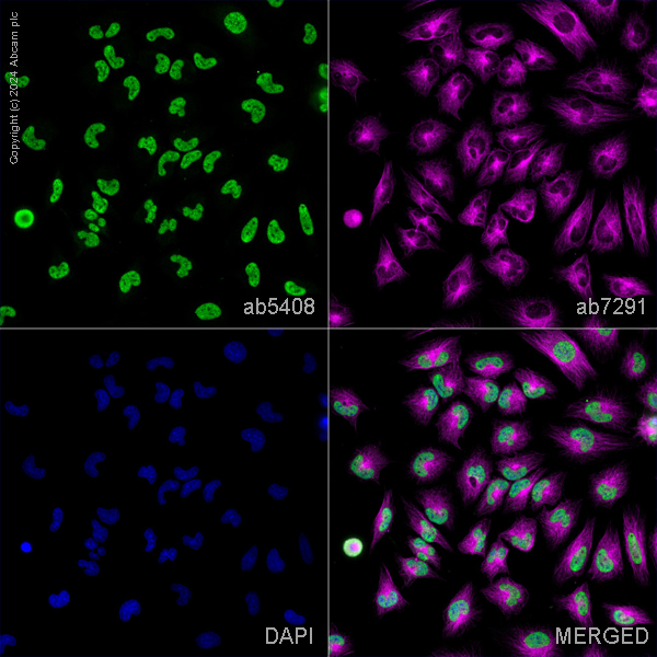 Immunocytochemistry/ Immunofluorescence - Anti-RNA polymerase II CTD repeat YSPTSPS (phospho S5) antibody [4H8] - BSA and Azide free (ab264109), expandable thumbnail