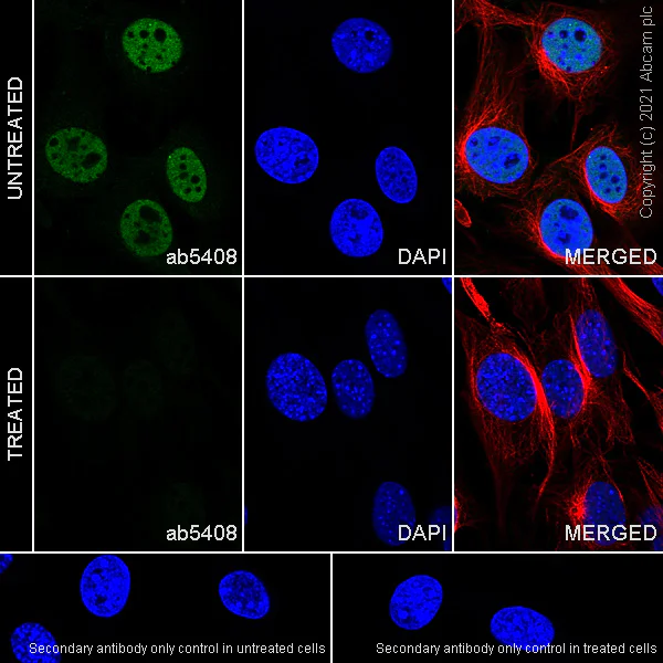 Immunocytochemistry/ Immunofluorescence - Anti-RNA polymerase II CTD repeat YSPTSPS (phospho S5) antibody [4H8] - BSA and Azide free (AB264109)