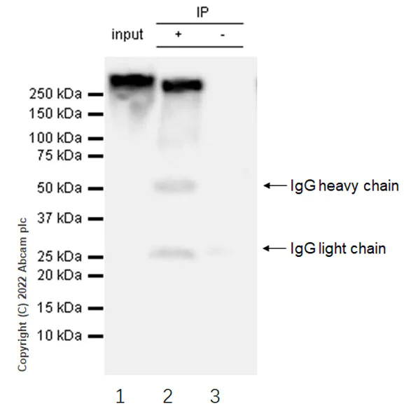 Immunoprecipitation - Anti-RNA polymerase II CTD repeat YSPTSPS (phospho S5) antibody [4H8] - BSA and Azide free (AB264109)