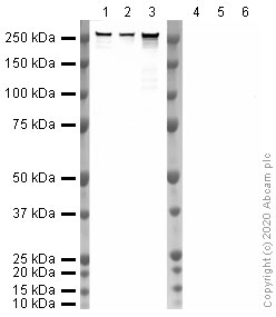 Western blot - Anti-RNA polymerase II CTD repeat YSPTSPS (phospho S5) antibody [4H8] - BSA and Azide free (AB264109), expandable thumbnail