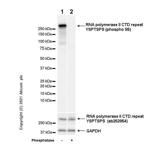 Western blot - Anti-RNA polymerase II CTD repeat YSPTSPS (phospho S5) antibody [4H8] - BSA and Azide free (AB264109)