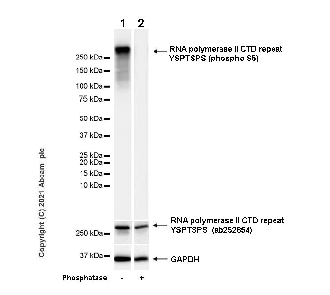 Western blot - Anti-RNA polymerase II CTD repeat YSPTSPS (phospho S5) antibody [4H8] - BSA and Azide free (AB264109)