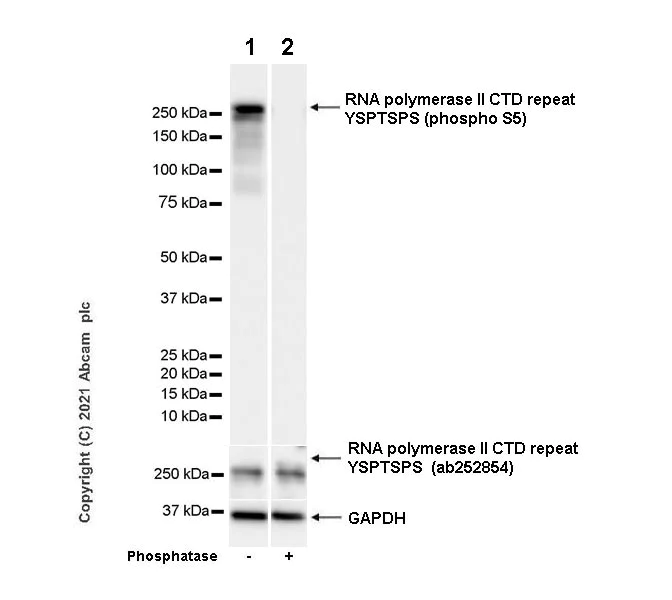 Western blot - Anti-RNA polymerase II CTD repeat YSPTSPS (phospho S5) antibody [4H8] - BSA and Azide free (AB264109)