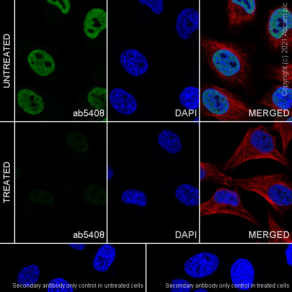 Immunocytochemistry/ Immunofluorescence - Anti-RNA polymerase II CTD repeat YSPTSPS (phospho S5) antibody [4H8] - ChIP Grade (AB5408)