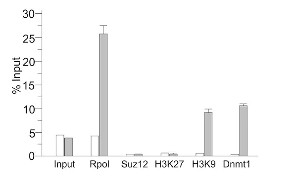 ChIP - Anti-RNA polymerase II CTD repeat YSPTSPS (phospho S5) antibody (AB5131)