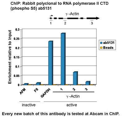 ChIP - Anti-RNA polymerase II CTD repeat YSPTSPS (phospho S5) antibody (AB5131)
