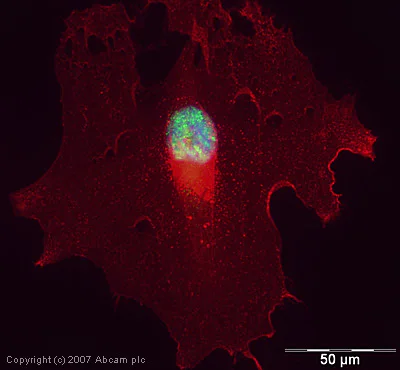 Immunocytochemistry/ Immunofluorescence - Anti-RNA polymerase II CTD repeat YSPTSPS (phospho S5) antibody (AB5131)