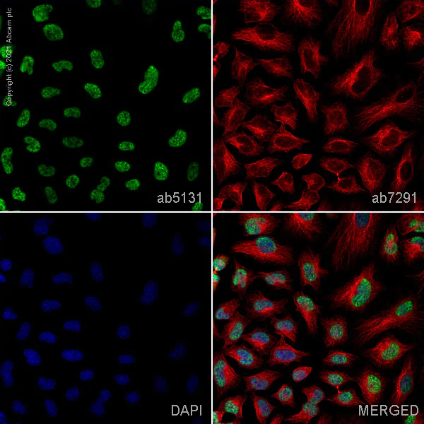 Immunocytochemistry/ Immunofluorescence - Anti-RNA polymerase II CTD repeat YSPTSPS (phospho S5) antibody (AB5131)