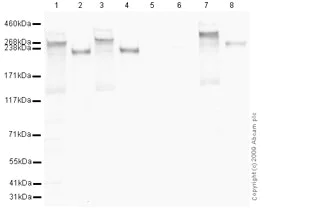 Western blot - Anti-RNA polymerase II CTD repeat YSPTSPS (phospho S5) antibody (AB5131)