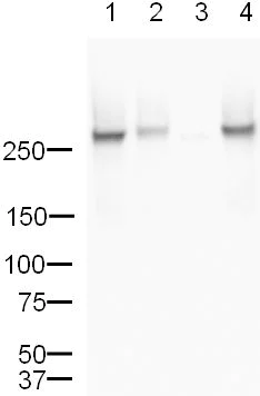 Western blot - Anti-RNA polymerase II CTD repeat YSPTSPS (phospho S5) antibody (AB5131)
