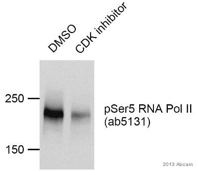 Western blot - Anti-RNA polymerase II CTD repeat YSPTSPS (phospho S5) antibody (AB5131)