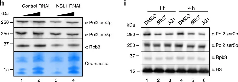Western blot - Anti-RNA polymerase II CTD repeat YSPTSPS (phospho S5) antibody (AB5131)