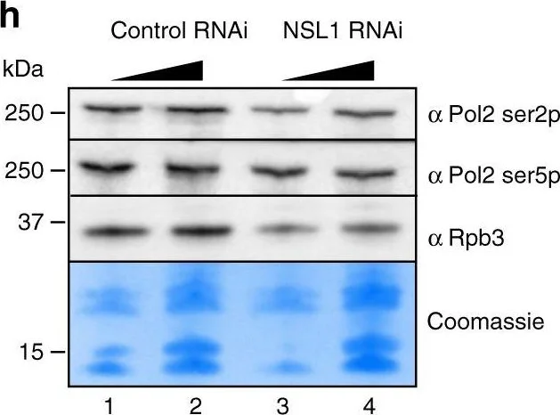 Western blot - Anti-RNA polymerase II CTD repeat YSPTSPS (phospho S5) antibody (AB5131)