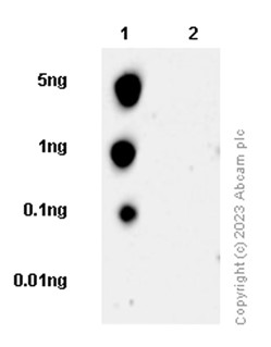 Dot Blot - Anti-RNA polymerase II CTD repeat YSPTSPS (phospho S5) antibody [EP1510Y] (AB76292), expandable thumbnail