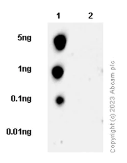 Dot Blot - Anti-RNA polymerase II CTD repeat YSPTSPS (phospho S5) antibody [EP1510Y] (AB76292)