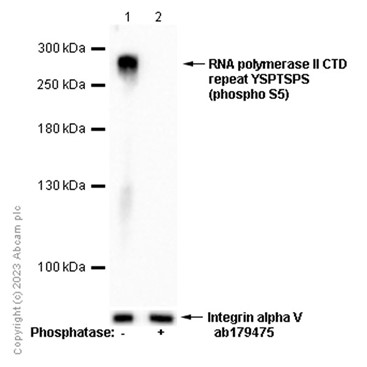 Western blot - Anti-RNA polymerase II CTD repeat YSPTSPS (phospho S5) antibody [EP1510Y] (ab76292), expandable thumbnail
