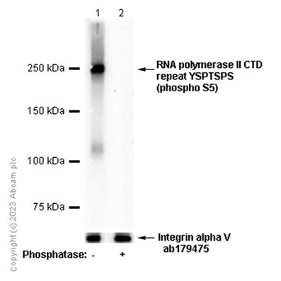 Western blot - Anti-RNA polymerase II CTD repeat YSPTSPS (phospho S5) antibody [EP1510Y] (ab76292), expandable thumbnail