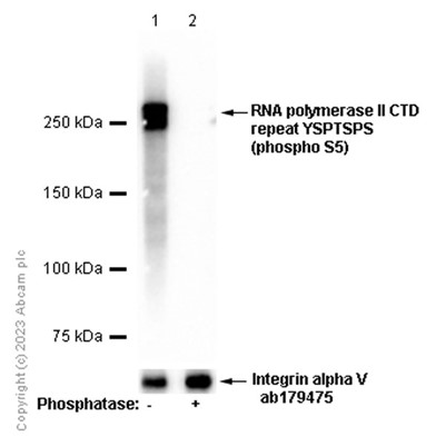 Western blot - Anti-RNA polymerase II CTD repeat YSPTSPS (phospho S5) antibody [EP1510Y] (AB76292), expandable thumbnail