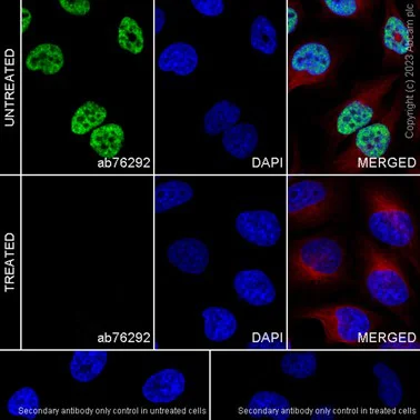 Immunocytochemistry/ Immunofluorescence - Anti-RNA polymerase II CTD repeat YSPTSPS (phospho S5) antibody [EP1510Y] - BSA and Azide free (AB247458)