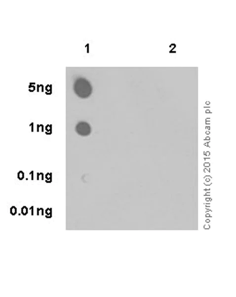 Dot Blot - Anti-RNA polymerase II CTD repeat YSPTSPS (phospho S5) antibody [EPR19015] (AB193467)