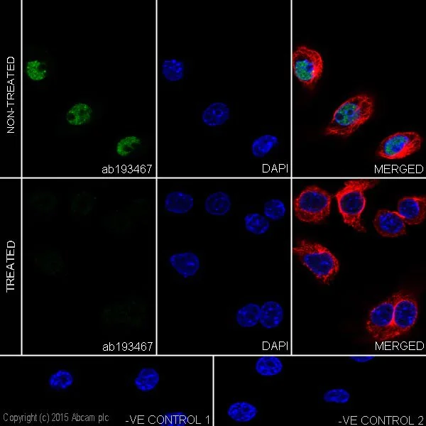 Immunocytochemistry/ Immunofluorescence - Anti-RNA polymerase II CTD repeat YSPTSPS (phospho S5) antibody [EPR19015] (AB193467)