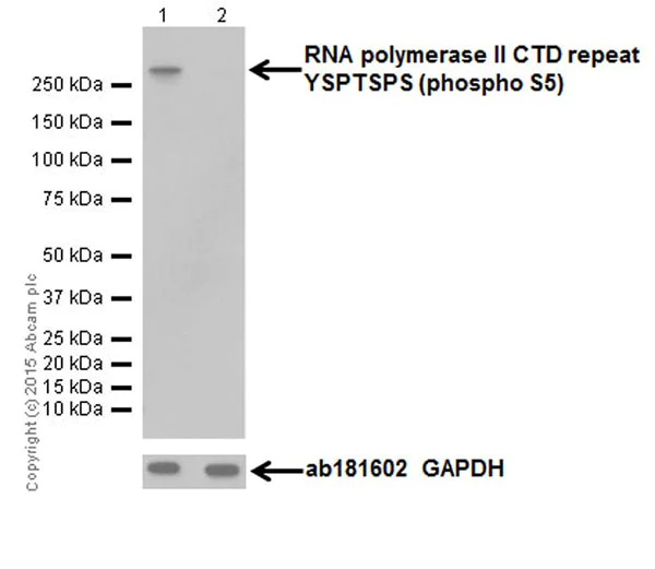 Western blot - Anti-RNA polymerase II CTD repeat YSPTSPS (phospho S5) antibody [EPR19015] (AB193467)