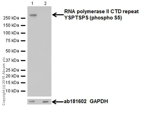Western blot - Anti-RNA polymerase II CTD repeat YSPTSPS (phospho S5) antibody [EPR19015] (AB193467)