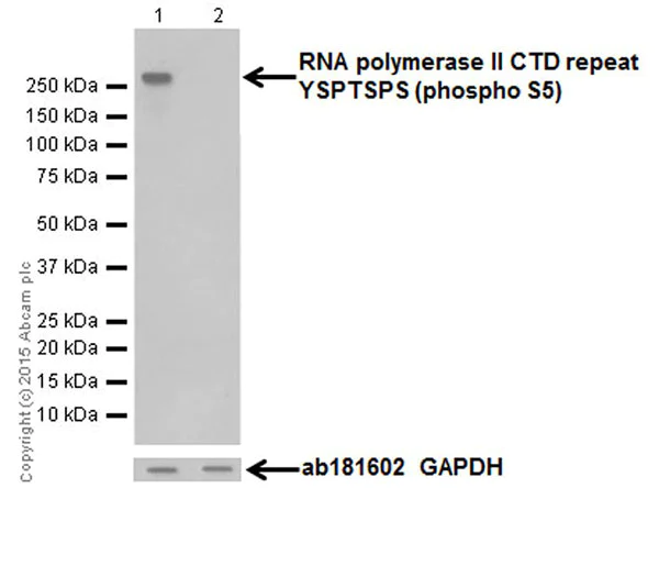 Western blot - Anti-RNA polymerase II CTD repeat YSPTSPS (phospho S5) antibody [EPR19015] (AB193467)