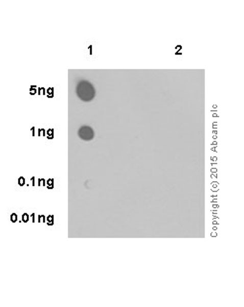 Dot Blot - Anti-RNA polymerase II CTD repeat YSPTSPS (phospho S5) antibody [EPR19015] - BSA and Azide free (ab238449), expandable thumbnail