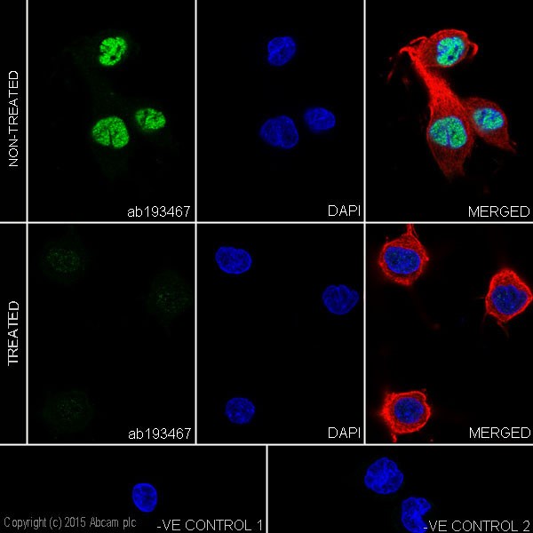 Immunocytochemistry/ Immunofluorescence - Anti-RNA polymerase II CTD repeat YSPTSPS (phospho S5) antibody [EPR19015] - BSA and Azide free (AB238449), expandable thumbnail