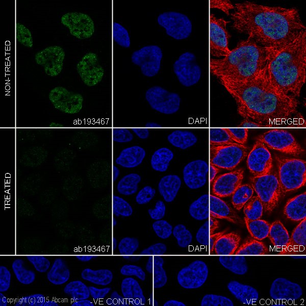 Immunocytochemistry/ Immunofluorescence - Anti-RNA polymerase II CTD repeat YSPTSPS (phospho S5) antibody [EPR19015] - BSA and Azide free (AB238449), expandable thumbnail
