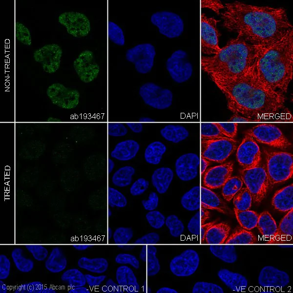 Immunocytochemistry/ Immunofluorescence - Anti-RNA polymerase II CTD repeat YSPTSPS (phospho S5) antibody [EPR19015] - BSA and Azide free (AB238449)
