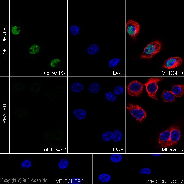 Immunocytochemistry/ Immunofluorescence - Anti-RNA polymerase II CTD repeat YSPTSPS (phospho S5) antibody [EPR19015] - BSA and Azide free (ab238449), expandable thumbnail