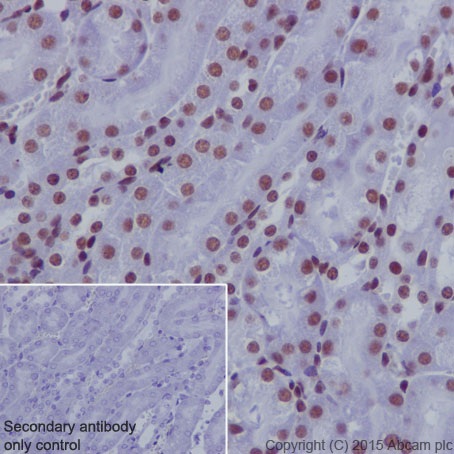 Immunohistochemistry (Formalin/PFA-fixed paraffin-embedded sections) - Anti-RNA polymerase II CTD repeat YSPTSPS (phospho S5) antibody [EPR19015] - BSA and Azide free (AB238449), expandable thumbnail