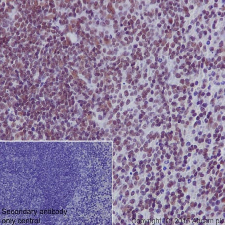 Immunohistochemistry (Formalin/PFA-fixed paraffin-embedded sections) - Anti-RNA polymerase II CTD repeat YSPTSPS (phospho S5) antibody [EPR19015] - BSA and Azide free (ab238449), expandable thumbnail