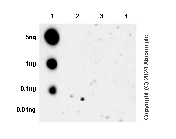 Dot Blot - Anti-RNA polymerase II CTD repeat YSPTSPS (phospho S5) antibody [RM1152] (ab317456), expandable thumbnail