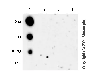 Dot Blot - Anti-RNA polymerase II CTD repeat YSPTSPS (phospho S5) antibody [RM1152] (AB317456)