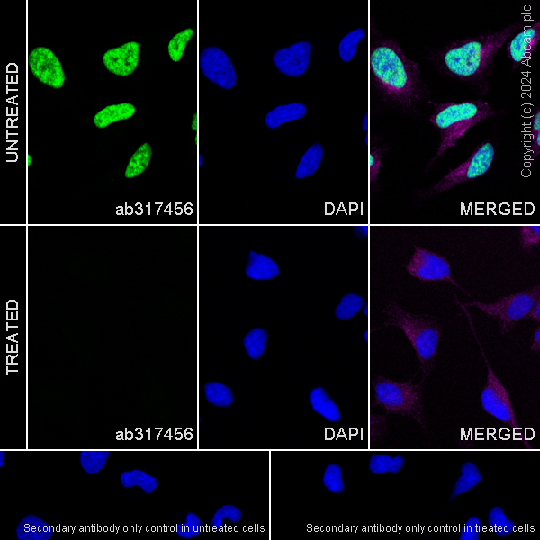 Immunocytochemistry/ Immunofluorescence - Anti-RNA polymerase II CTD repeat YSPTSPS (phospho S5) antibody [RM1152] (ab317456), expandable thumbnail