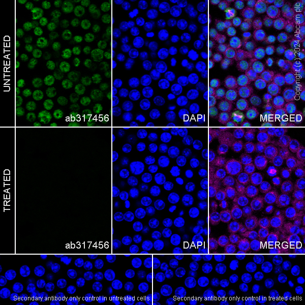 Immunocytochemistry/ Immunofluorescence - Anti-RNA polymerase II CTD repeat YSPTSPS (phospho S5) antibody [RM1152] (ab317456), expandable thumbnail