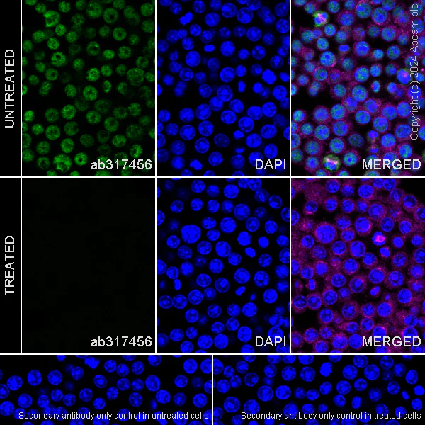 Immunocytochemistry/ Immunofluorescence - Anti-RNA polymerase II CTD repeat YSPTSPS (phospho S5) antibody [RM1152] (AB317456)