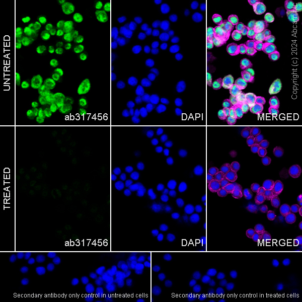 Immunocytochemistry/ Immunofluorescence - Anti-RNA polymerase II CTD repeat YSPTSPS (phospho S5) antibody [RM1152] (ab317456), expandable thumbnail