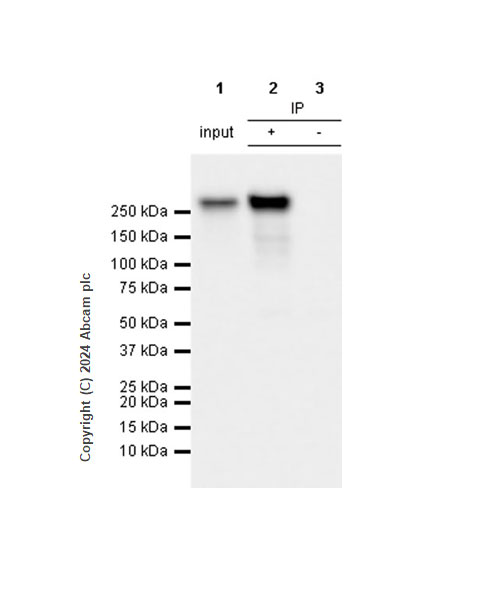 Immunoprecipitation - Anti-RNA polymerase II CTD repeat YSPTSPS (phospho S5) antibody [RM1152] (ab317456), expandable thumbnail